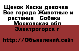 Щенок Хаски девочка - Все города Животные и растения » Собаки   . Московская обл.,Электрогорск г.